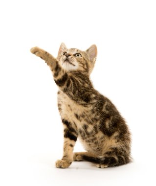 Beyaz Üzerine Tekir Kedicik