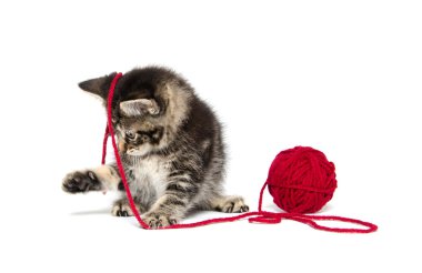 iplik ile Tabby yavru kedi