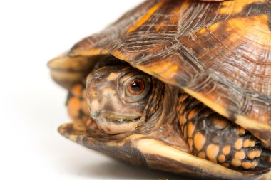 Doğu kutu turtle