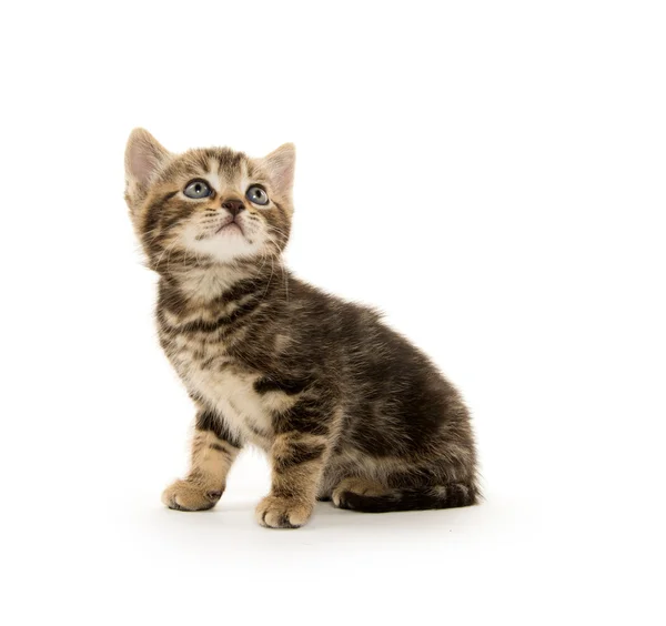 Petit Chaton Britannique Tabby Sur Fond Blanc Image Libre De Droit Par Uzhursky C