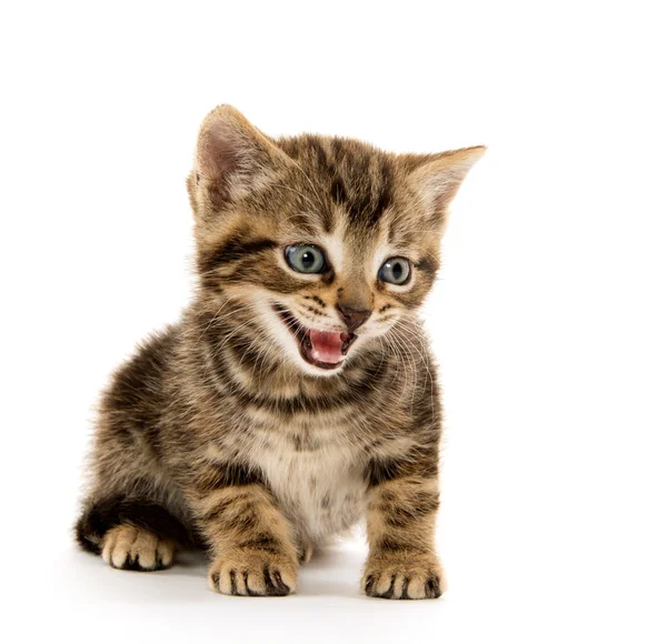 Lindo gatito tabby en blanco — Foto de Stock