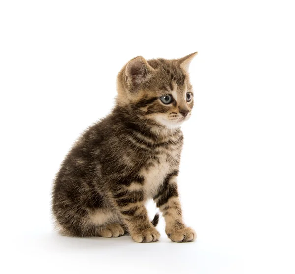 Lindo gatito tabby en blanco — Foto de Stock