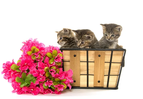 Tři mourovatá koťátka — Stock fotografie