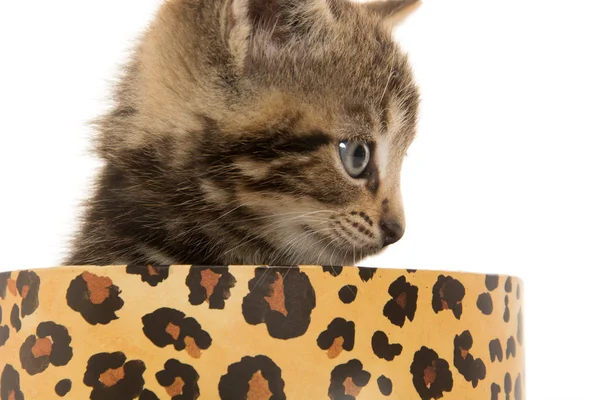 Cute tabby kitten in box — Stock Photo, Image
