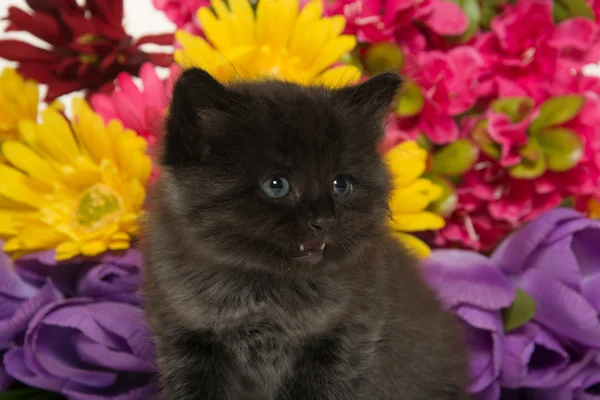 Roztomilé miminko kotě a květiny — Stock fotografie