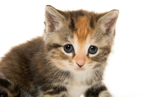 Leuk tabby katje — Stockfoto