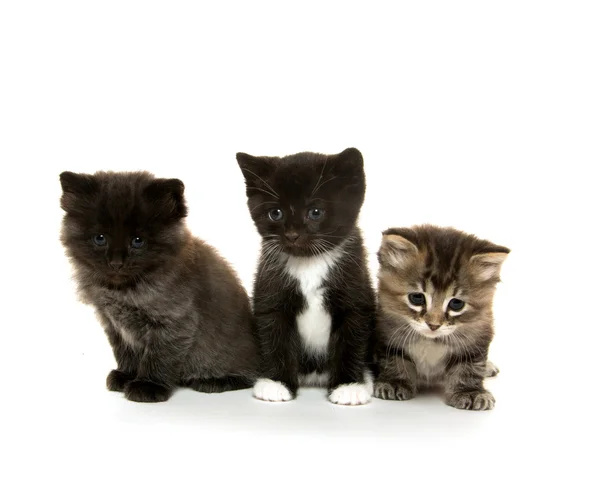 Tres lindos gatitos en blanco —  Fotos de Stock