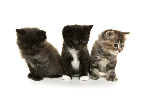 Drie schattige kittens op wit — Stockfoto