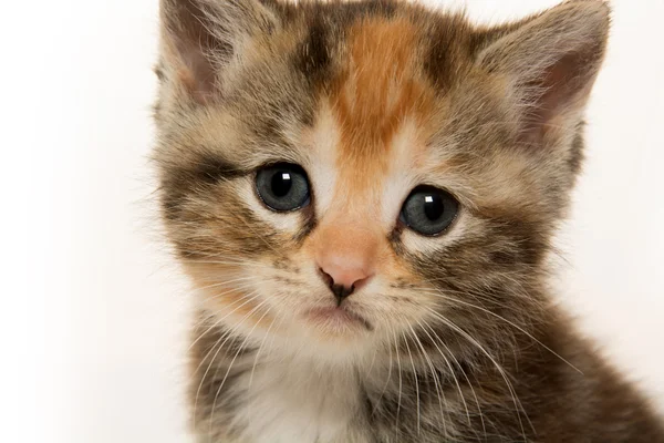 Милий кошеня таббі — стокове фото
