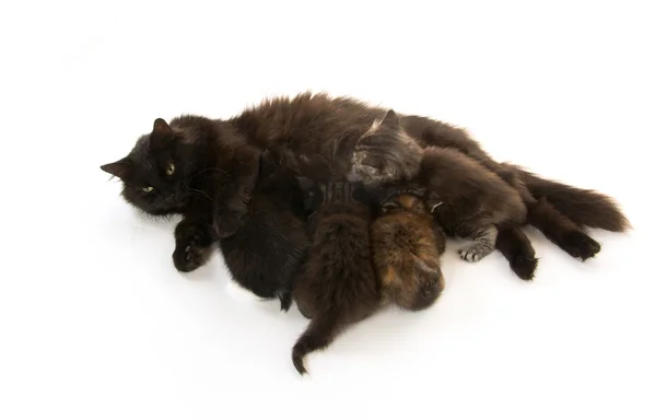 Black cat nursing kittens — Stock Photo, Image