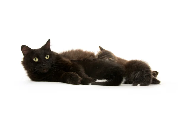 Černá kočka kojící koťata — Stock fotografie
