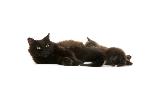 Black cat nursing kittens — Stock Photo, Image