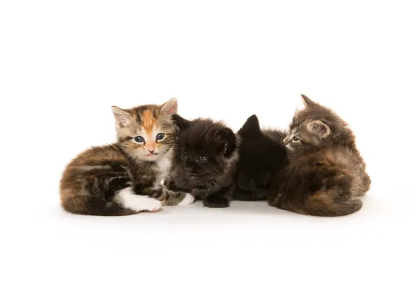 Black cat nursing kittens — Stock Photo, Image