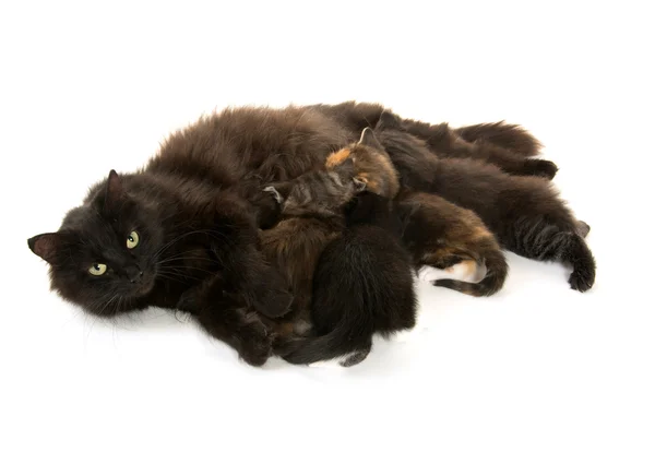 Gato negro gatitos de enfermería — Foto de Stock
