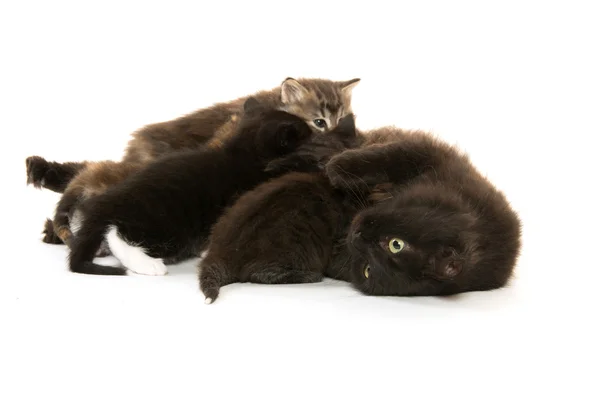 Black cat nursing kittens — Stock Photo, Image