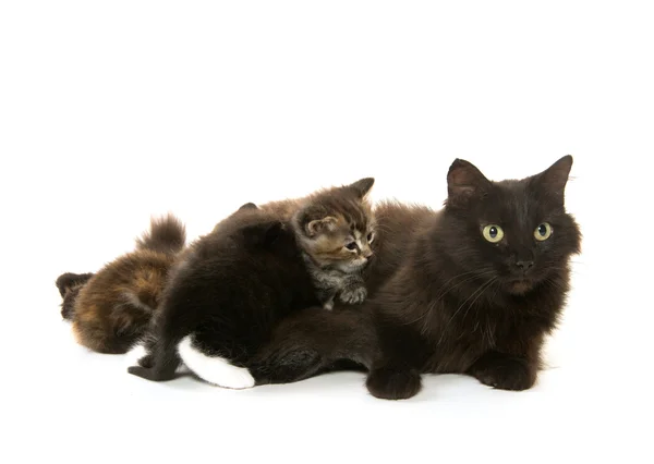 黒い猫看護子ネコ — ストック写真