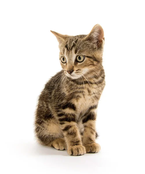 Carino gattino tabby — Foto Stock