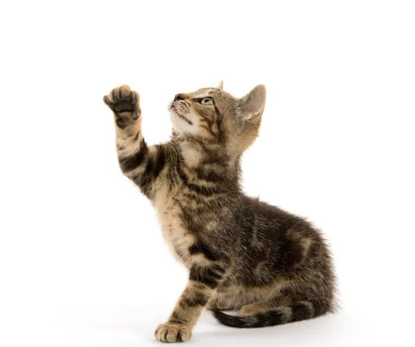 Tabby Kitten na bílém — Stock fotografie