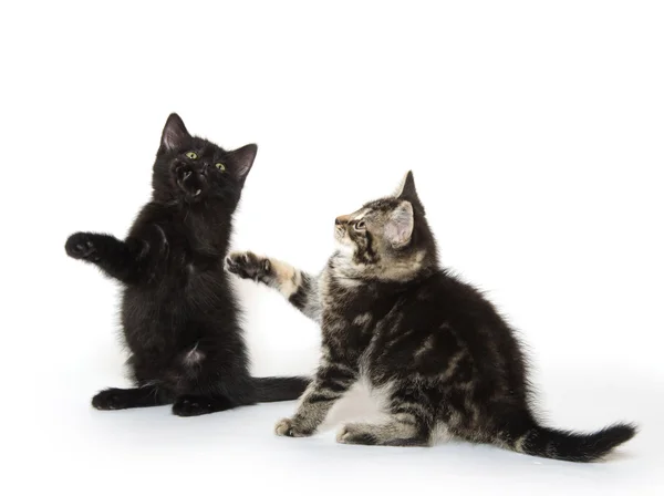 Играют два котенка — стоковое фото