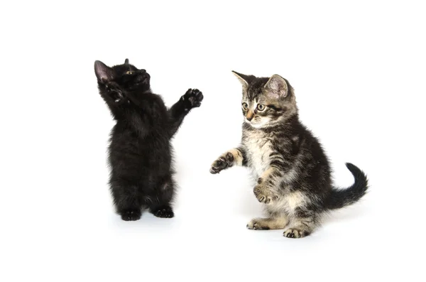 Twee kittens spelen — Stockfoto