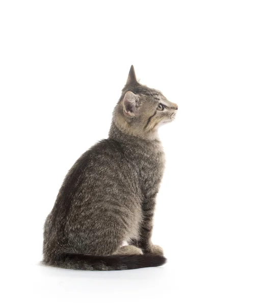 Tabby Kitten op wit — Stockfoto