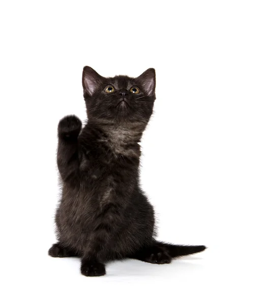 Beyaz üstüne siyah şirin kedi — Stok fotoğraf