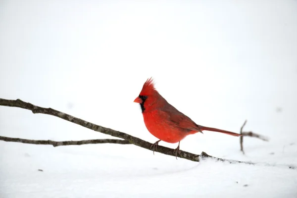 Northern cardinal — Stock Photo, Image