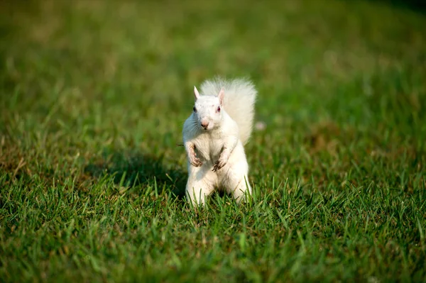 잔디에 백색 다람쥐 — 스톡 사진
