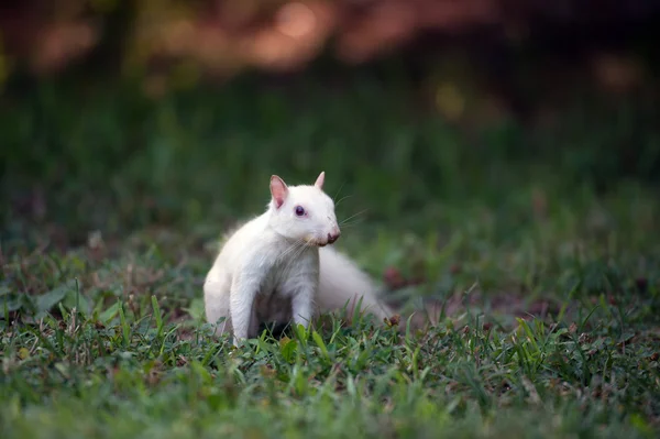 Λευκό σκίουρος στο χόρτο — Φωτογραφία Αρχείου