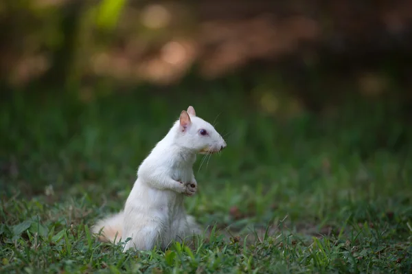 Écureuil blanc dans l'herbe — Photo