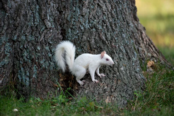 Bílé veverka na stromě — Stock fotografie
