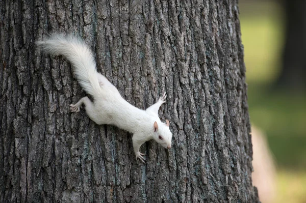 一棵树上的白色松鼠 — 图库照片