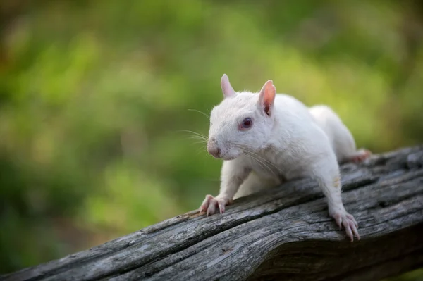 White squirrel in Olney — Stock Photo, Image