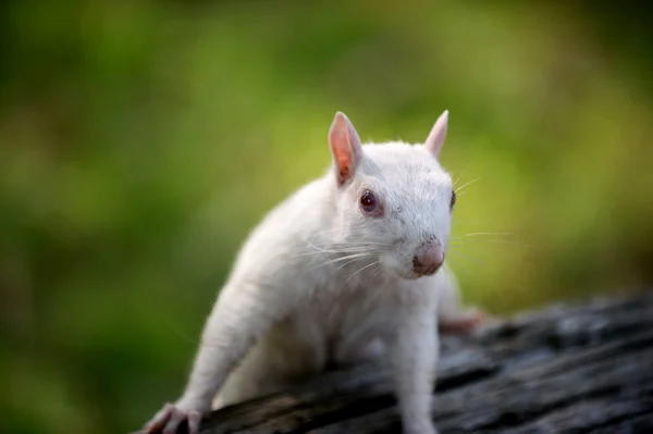 White squirrel in Olney — Stock Photo, Image