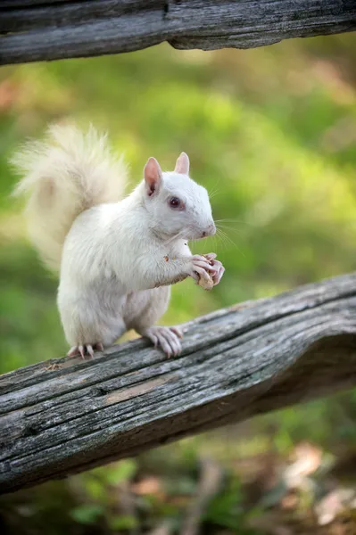 White squirrel in Olney — Stock Photo, Image