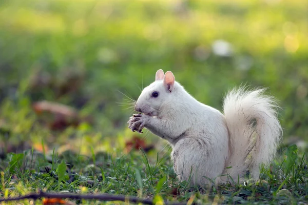 Λευκό σκίουρος σε olney — Φωτογραφία Αρχείου