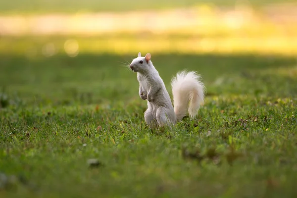 White squirrel in Olney — Stock Photo, Image