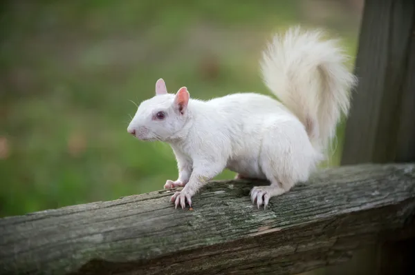 White squirrel in Olney — Stock Photo, Image