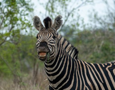 Zebra, Güney Afrika 'daki Kruger Ulusal Parkı' nda çiftleşme davranışlarını gösterirken gülümsüyor gibi görünüyor..
