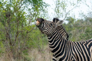 Zebra, Güney Afrika 'daki Kruger Ulusal Parkı' nda çiftleşme davranışlarını gösterirken gülümsüyor gibi görünüyor..