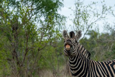 Zebra, Güney Afrika 'daki Kruger Ulusal Parkı' nda çiftleşme davranışlarını gösterirken gülümsüyor gibi görünüyor..