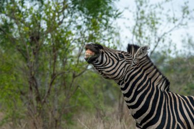Zebra, Güney Afrika 'daki Kruger Ulusal Parkı' nda çiftleşme davranışlarını gösterirken gülümsüyor gibi görünüyor..