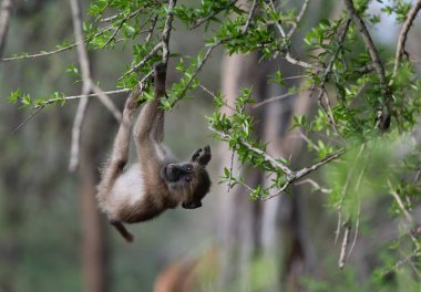 Güney Afrika 'daki Kruger Ulusal Parkı' ndaki bir ağaçta asılı şamatalı maymuncuk.