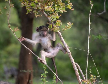 Güney Afrika 'daki Kruger Ulusal Parkı' ndaki bir ağaçta asılı şamatalı maymuncuk.