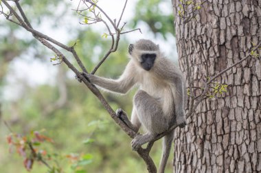 Güney Afrika 'daki Kruger Ulusal Parkı' ndaki bir ağaçtaki vervet maymunu.
