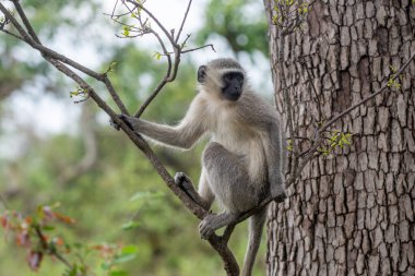 Güney Afrika 'daki Kruger Ulusal Parkı' ndaki bir ağaçtaki vervet maymunu.