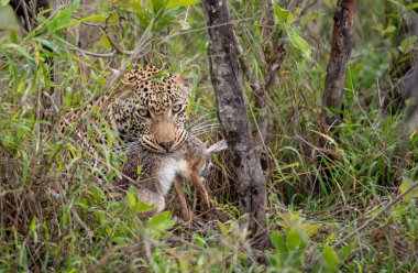 Güney Afrika 'daki Sabi Sands oyun parkında ağzında tavşan olan Afrikalı leopar.