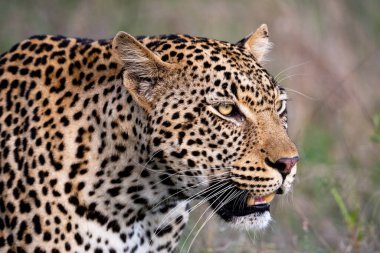 Güney Afrika 'daki Sabi Kumları' nda Afrika leoparı portresi