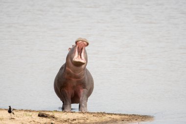 Suaygırı ağzı açık bir şekilde Güney Afrika 'daki Sabi Sands oyun parkında bir gölün kenarında.