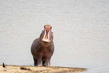 Suaygırı ağzı açık bir şekilde Güney Afrika 'daki Sabi Sands oyun parkında bir gölün kenarında.